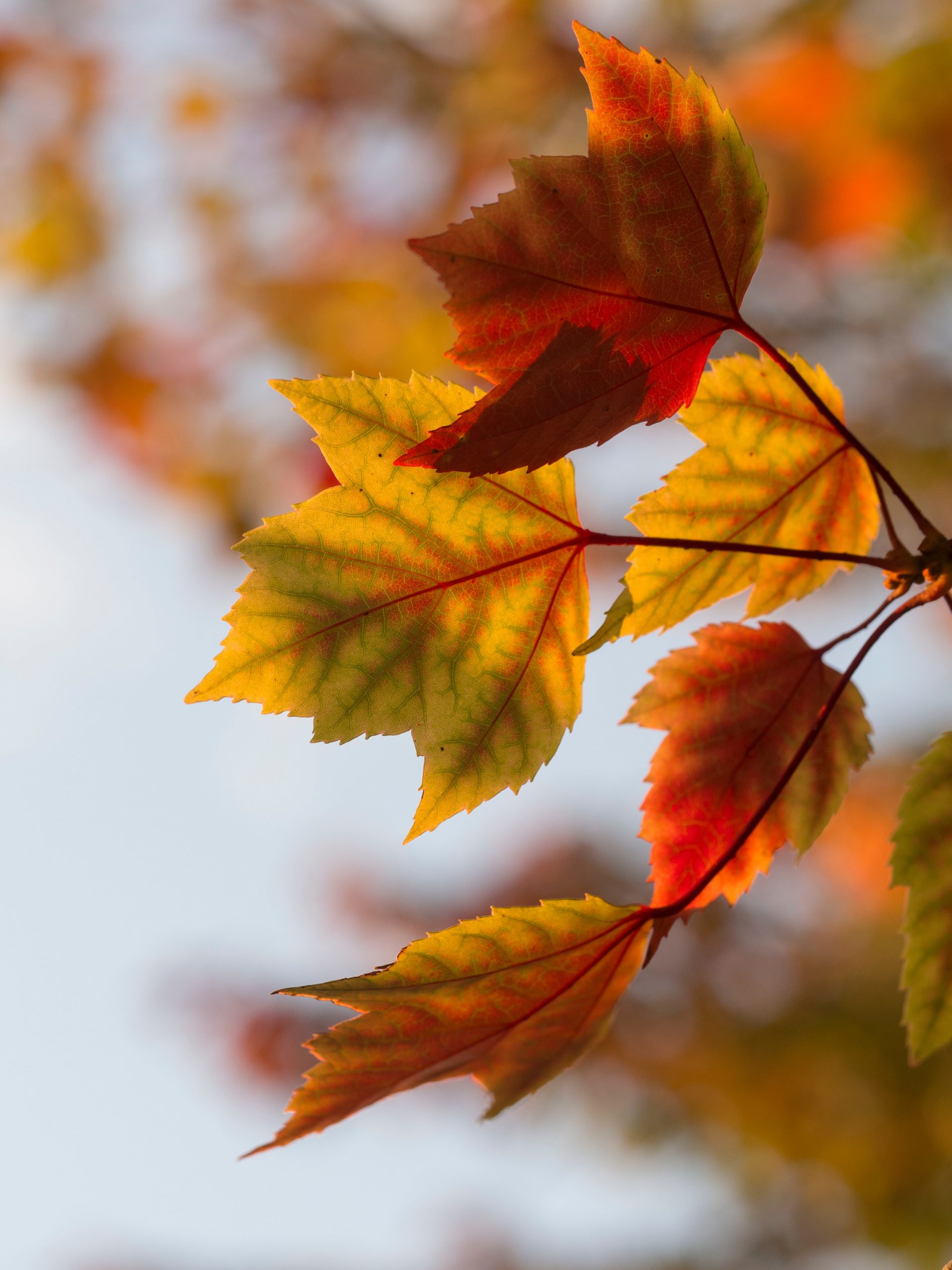 Gardening in Autumn is about repairing your plant & lawn from the long hot summer, and preparing your garden for the cooler weather.