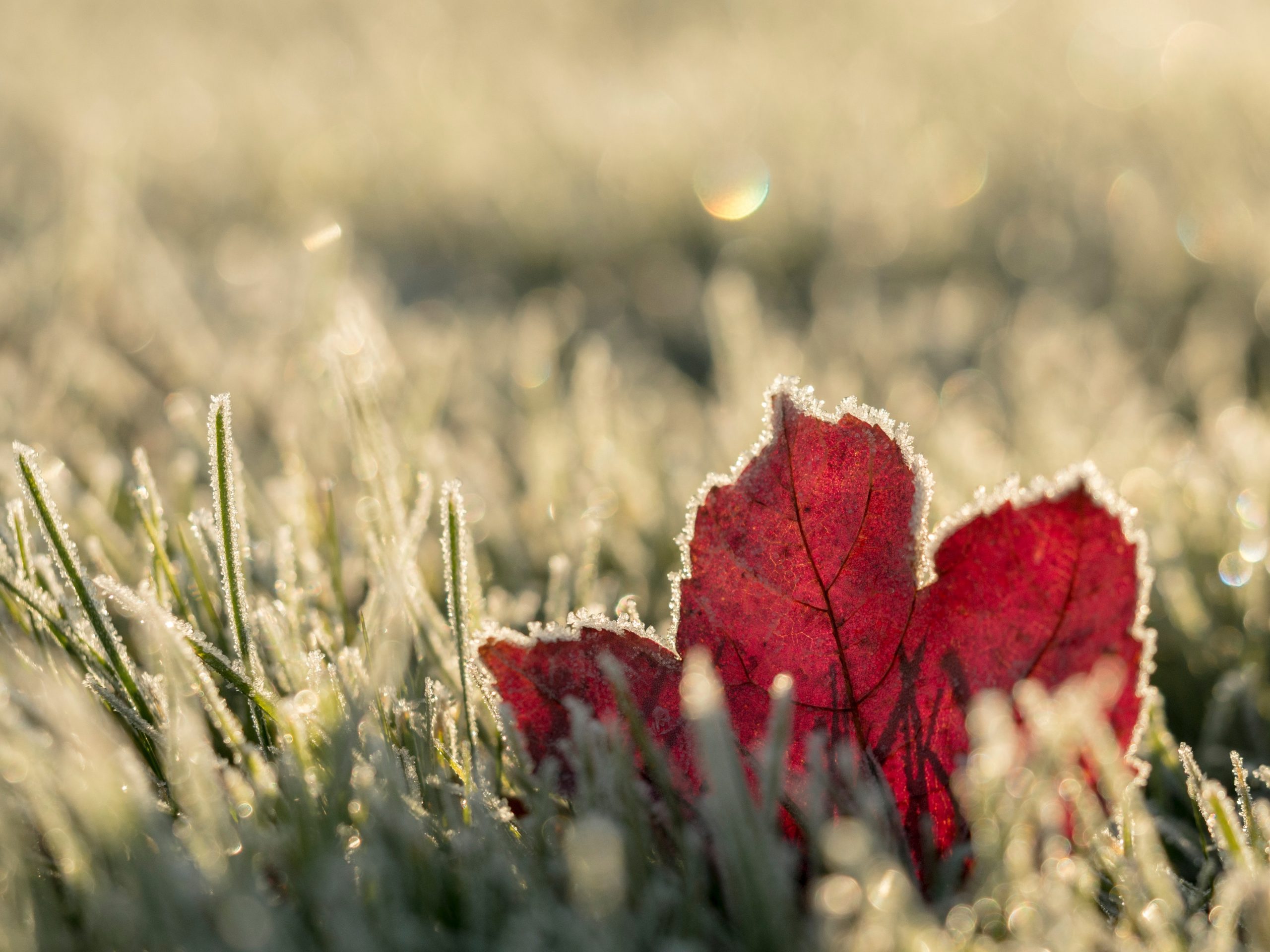 Gardening in Autumn is about repairing your plant & lawn from the long hot summer, and preparing your garden for the cooler weather.