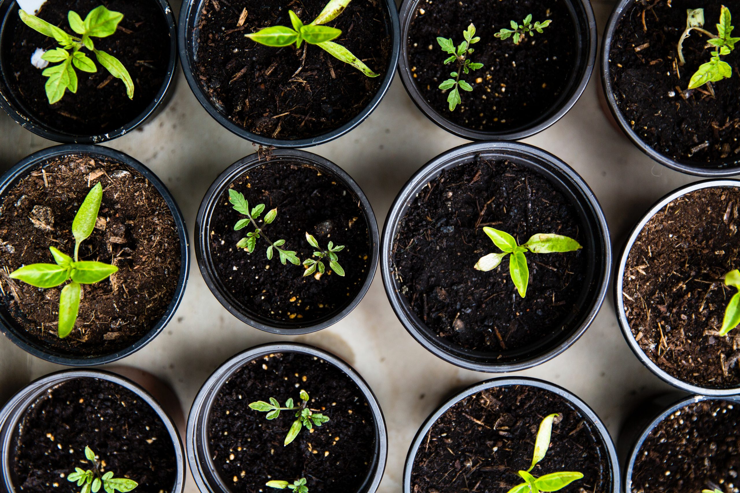With a simple compost heap you can turn household & garden waste into compost and enrich your garden’s soil, and help cut down your trash.