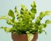 Birds-Nest-Fern